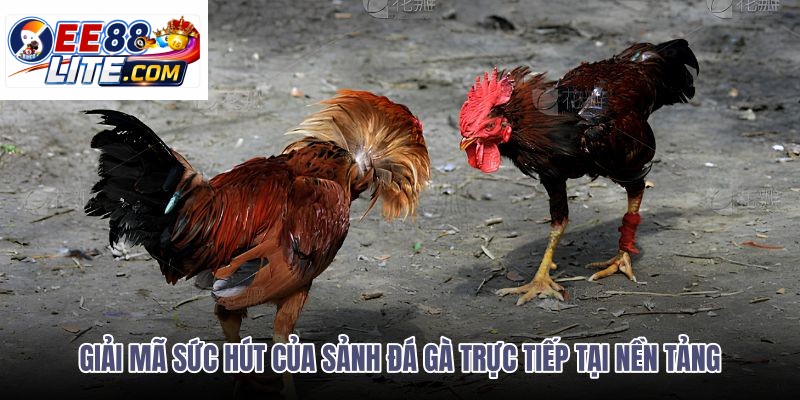 giai-ma-suc-hut-cua-sanh-da-ga-truc-tiep-tai-nen-tang